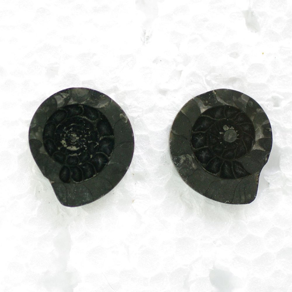 Black Fossil Post Earrings from Ireland